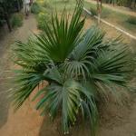 Vraj-Yatra-2014- (208)